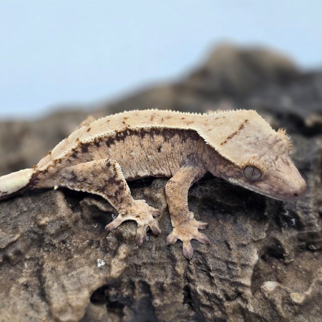 트라이 드리피 화이트스팟