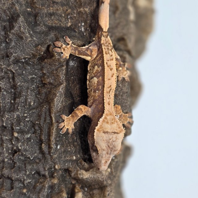 노멀 트라이 익스트림할리퀸