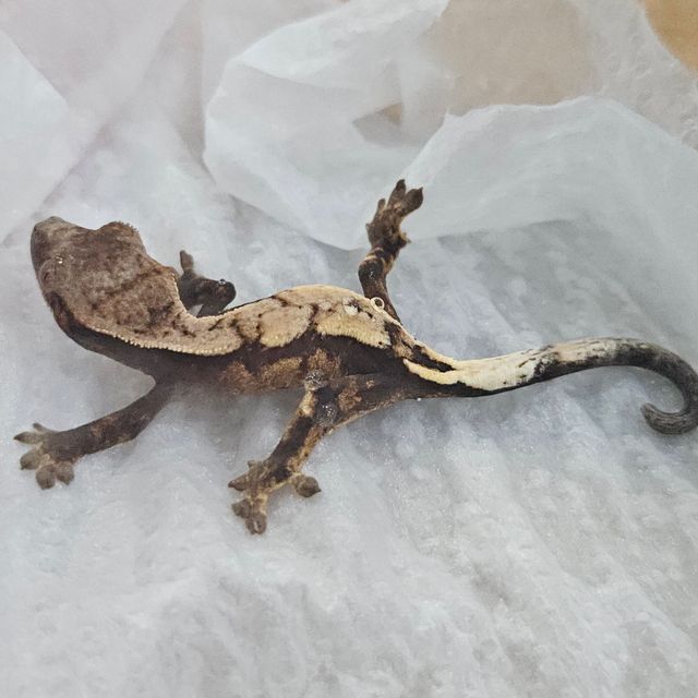 세이블