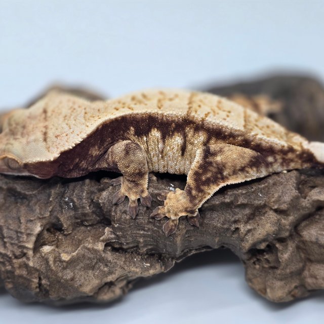 드리피 화이트스팟