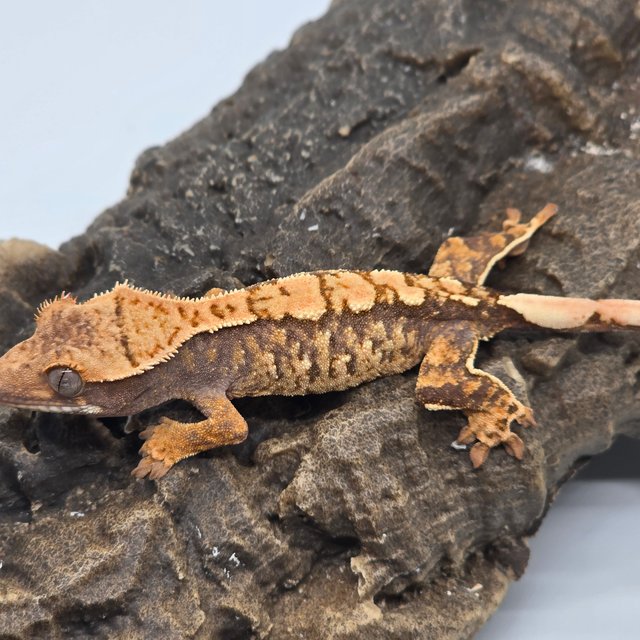 트라이 익스트림할리퀸 할리퀸