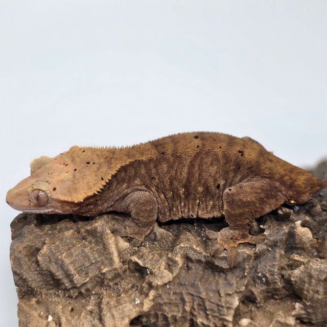 달마시안 벅스킨