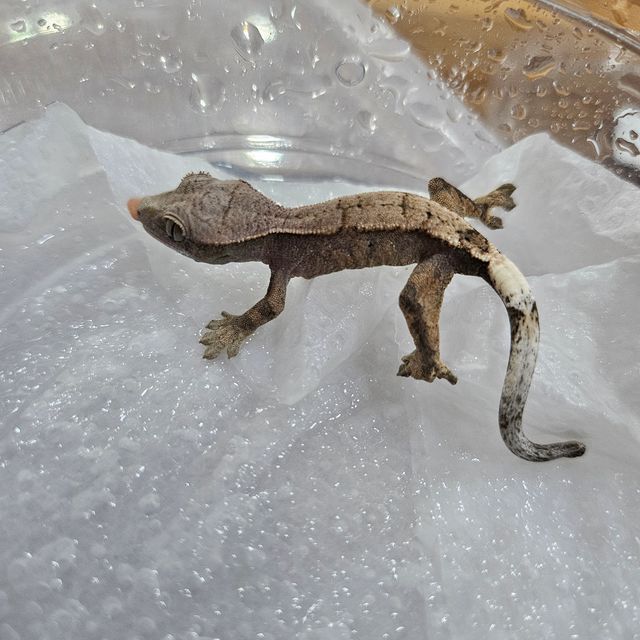 세이블