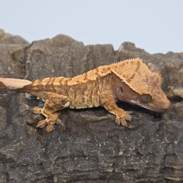 트라이 익스트림할리퀸