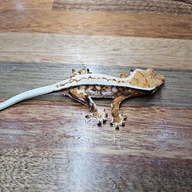 트라이
