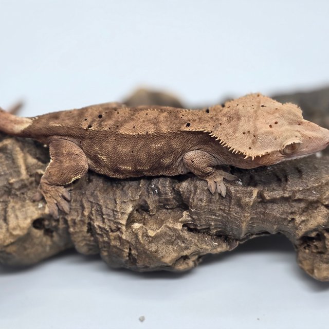 달마시안 벅스킨