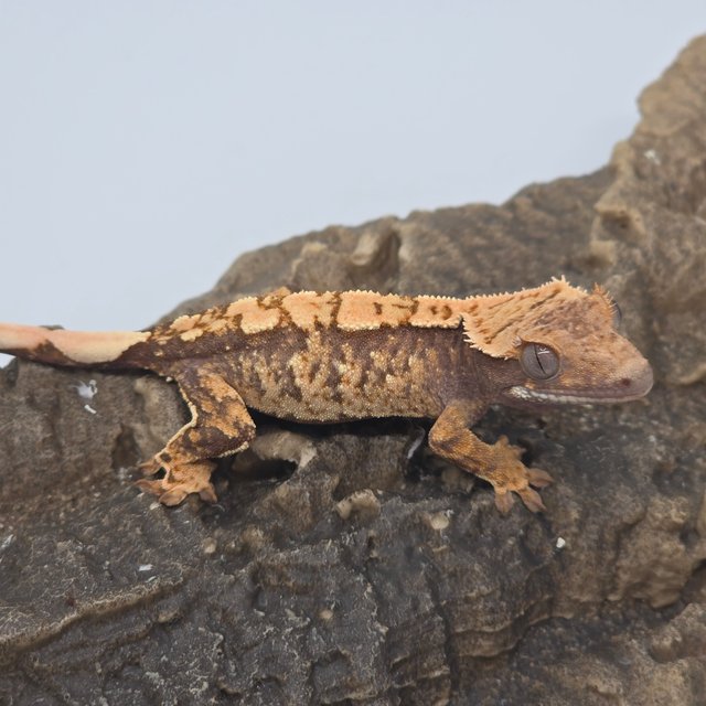 트라이 익스트림할리퀸 할리퀸