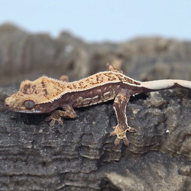 노멀 트라이 쿼드