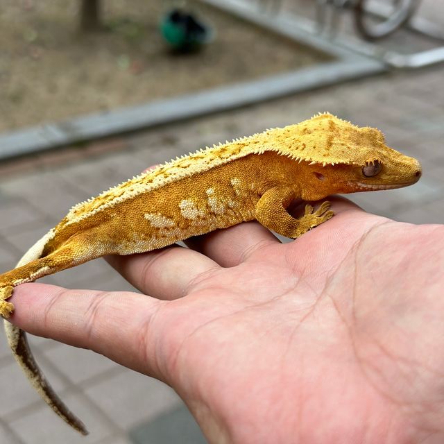 노멀 크림시클