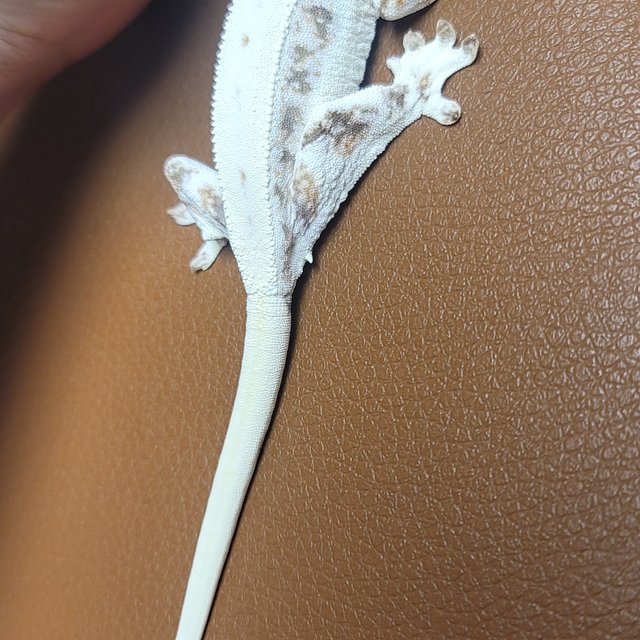 릴리화이트 트라이