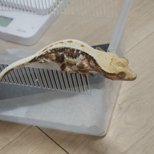 릴리화이트