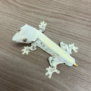 릴리화이트 솔리드백