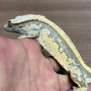 쿼드 트라이 핀스트라이프 노멀