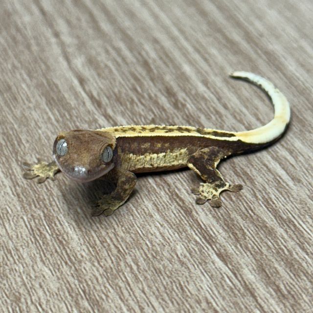 쿼드 핀스트라이프 트라이