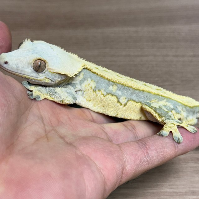 쿼드 트라이 핀스트라이프 노멀