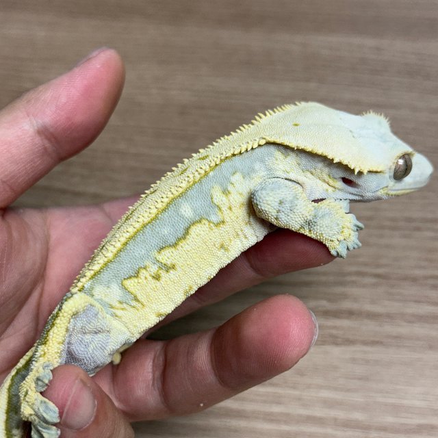 쿼드 트라이 핀스트라이프 노멀