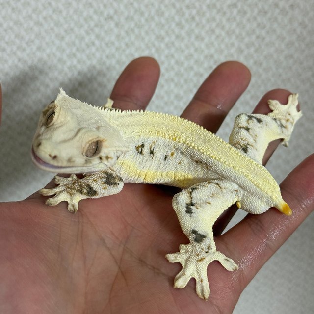 릴리화이트 솔리드백