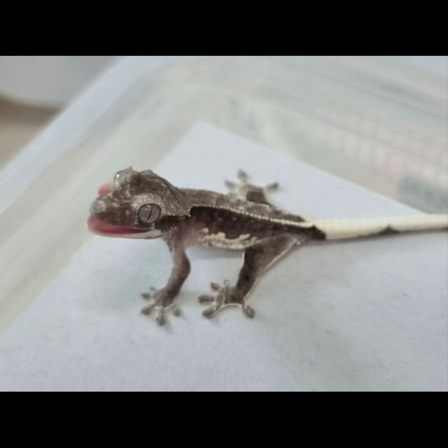 릴잔틱