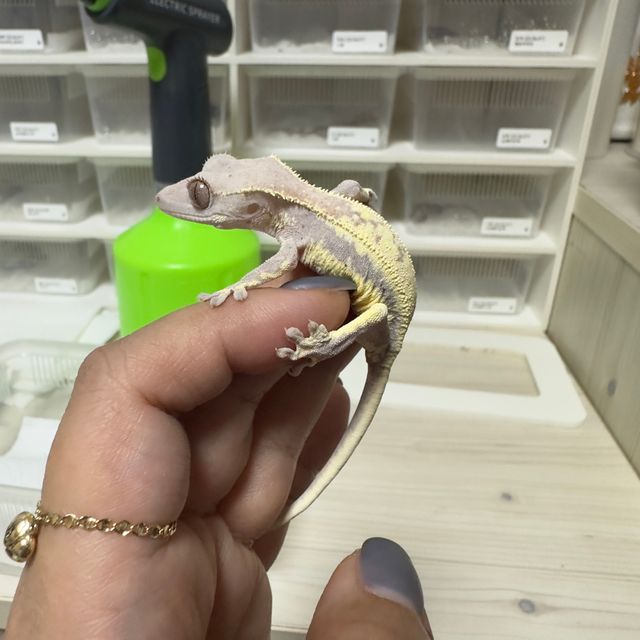 프라푸치노