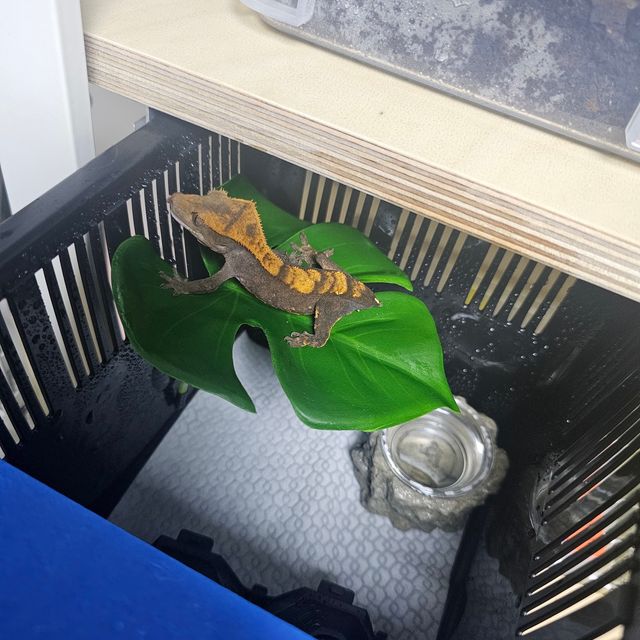 플레임 다크