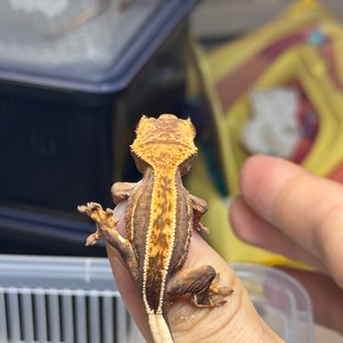 풀핀 엠티백 핀스트라이프 쿼드