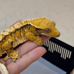 트라이 익스트림할리퀸