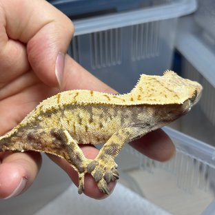 트라이 익스트림할리퀸