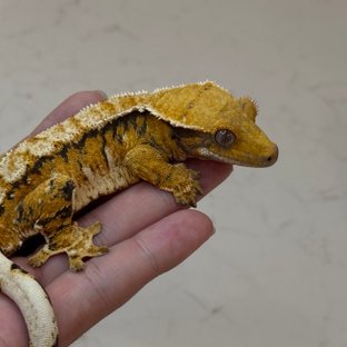 노멀 트라이 익스트림할리퀸