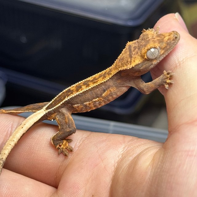 풀핀 엠티백 핀스트라이프 쿼드