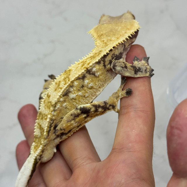 노멀 트라이 익스트림할리퀸 드리피