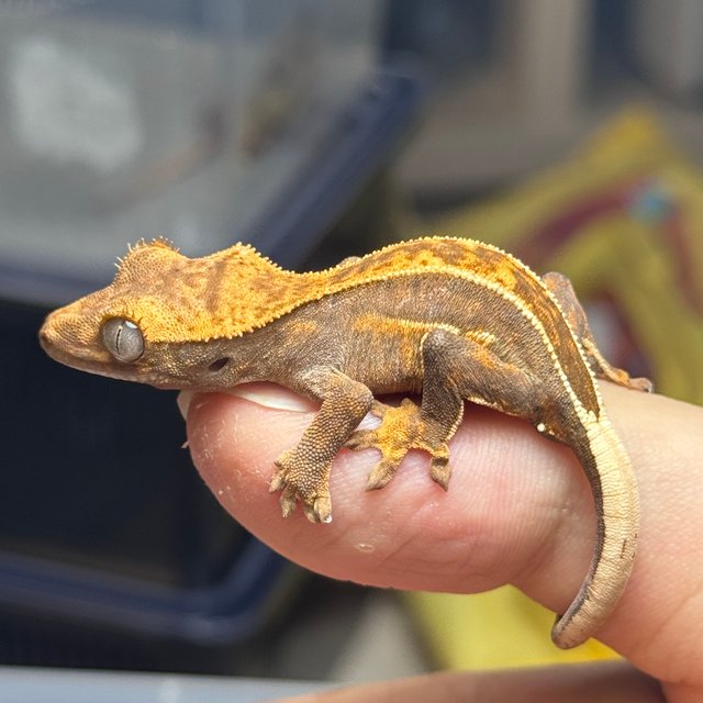 풀핀 엠티백 핀스트라이프 쿼드