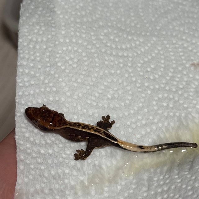 노멀 풀핀 쿼드 핀스트라이프 엠티백