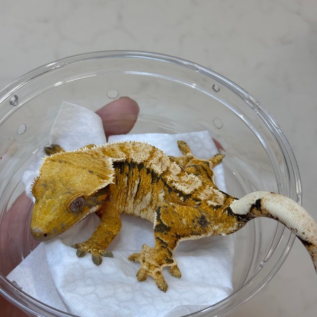 트라이 익스트림할리퀸