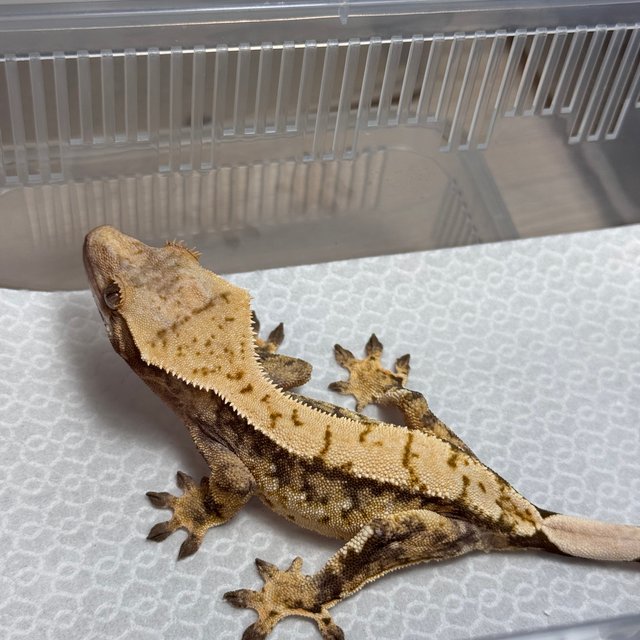 트라이 익스트림할리퀸