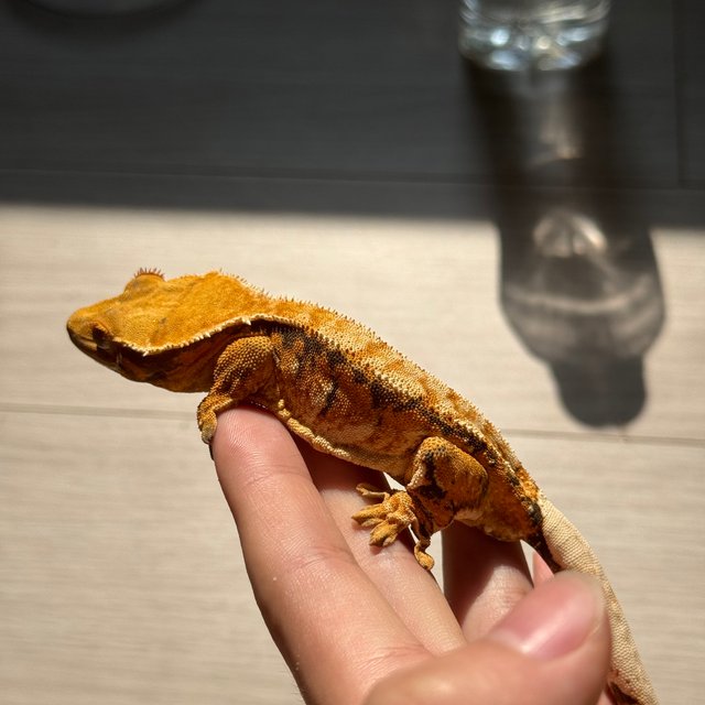 트라이 익스트림할리퀸