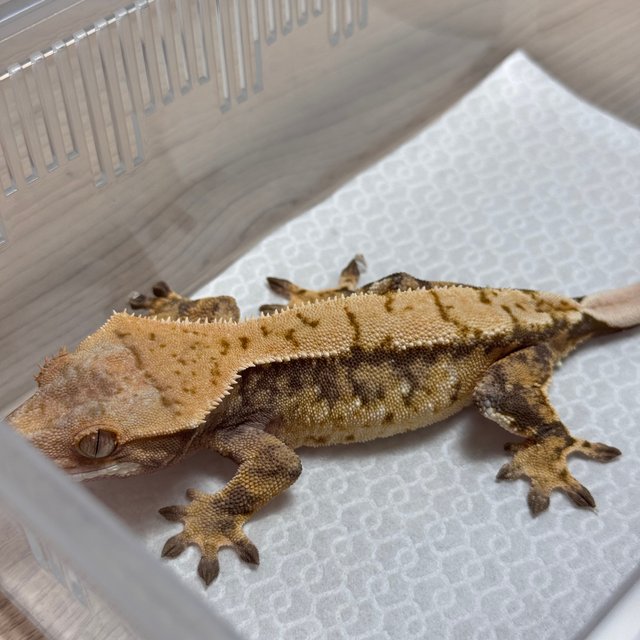 트라이 익스트림할리퀸