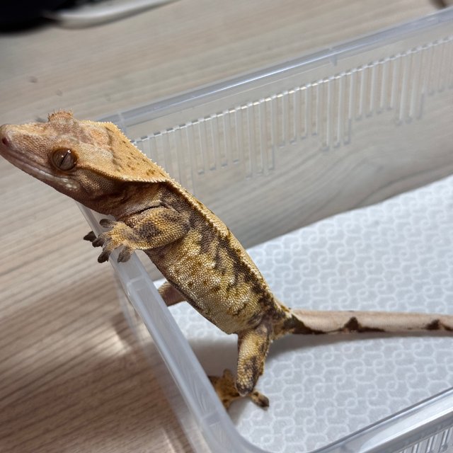 트라이 익스트림할리퀸