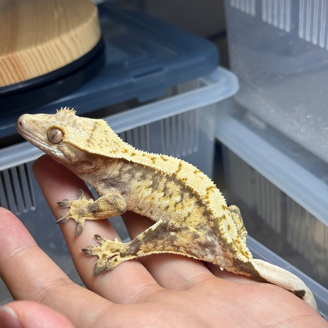 트라이 익스트림할리퀸