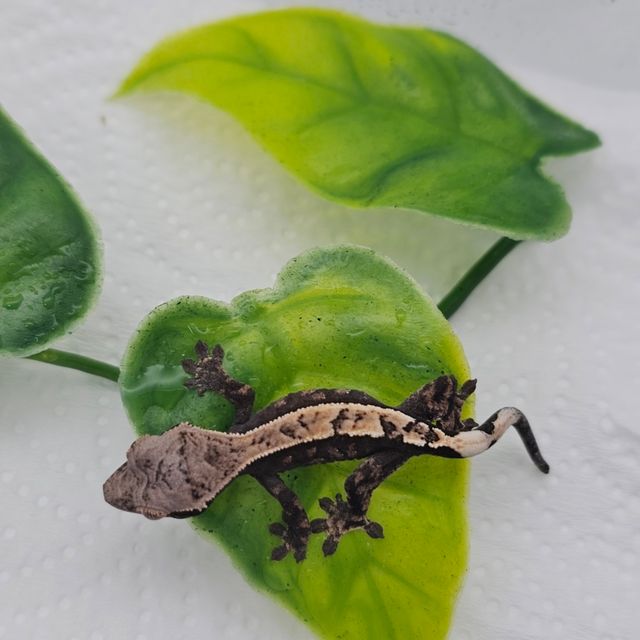 세이블