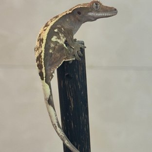 세이블