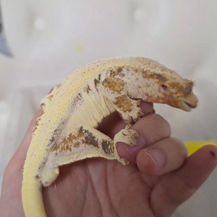 릴리화이트 솔리드백 풀핀 드리피