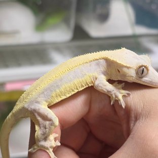 릴리화이트 드리피