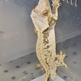 노멀 트라이 익스트림할리퀸 드리피 풀핀 화이트포트홀