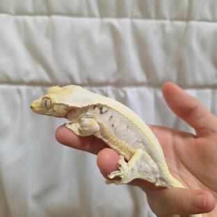 릴리화이트 풀핀 드리피 솔리드백