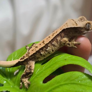 노멀 익스트림할리퀸 화이트포트홀 화이트스팟