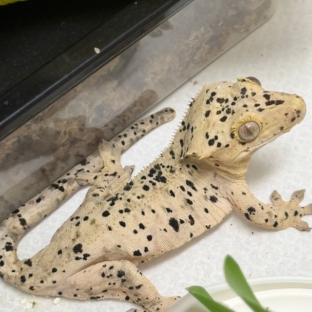 슈퍼달마시안