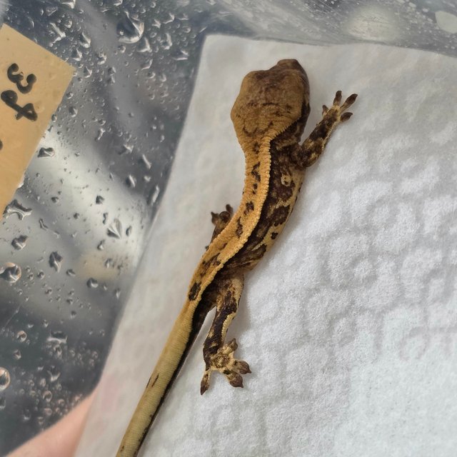 노멀 화이트포트홀 화이트스팟 풀핀