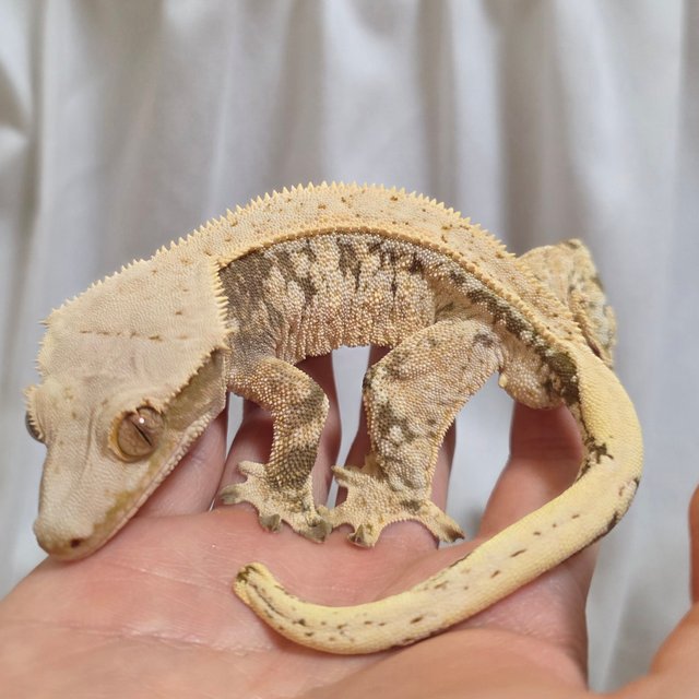 노멀 트라이 익스트림할리퀸 드리피 풀핀 화이트포트홀