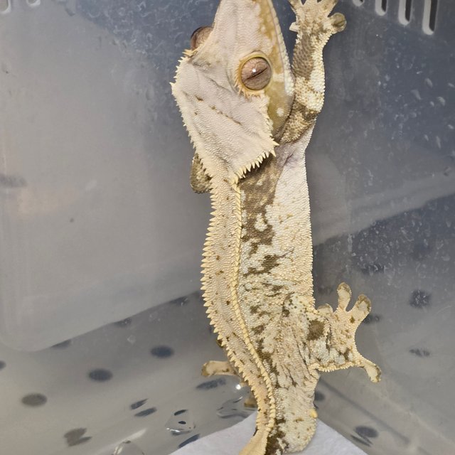 노멀 트라이 익스트림할리퀸 드리피 풀핀 화이트포트홀