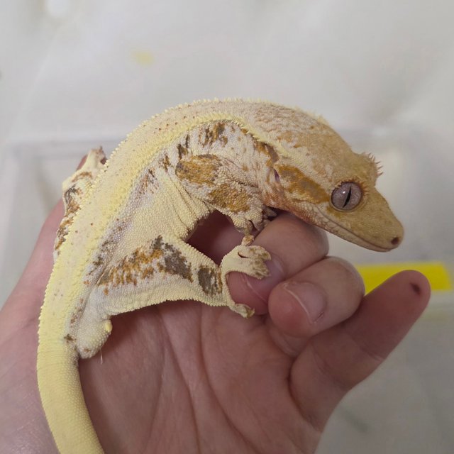 릴리화이트 솔리드백 풀핀 드리피